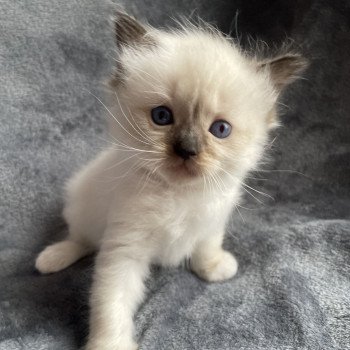 Alma De La Croisette Femelle Ragdoll