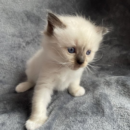 chaton Ragdoll seal point mitted marron Les Ragdolls de la Croisette