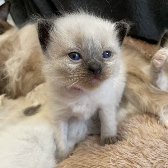 chaton Ragdoll seal point Mauve Les Ragdolls de la Croisette