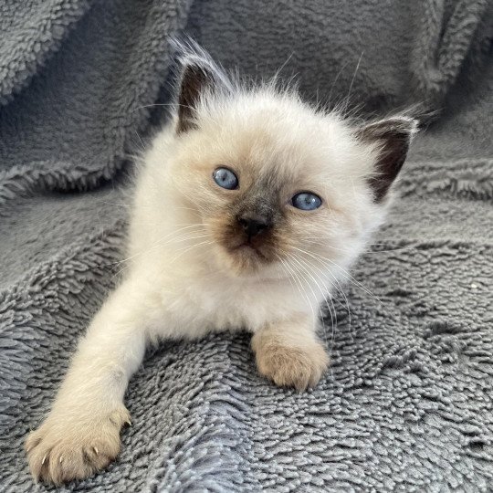 chaton Ragdoll seal point Mauve Les Ragdolls de la Croisette