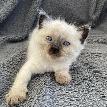 chaton Ragdoll seal point Mauve Les Ragdolls de la Croisette chaton Ragdoll seal point Mauve Les Ragdolls de la Croisette