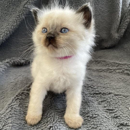 chaton Ragdoll seal point Mauve Les Ragdolls de la Croisette