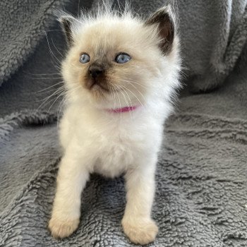 chaton Ragdoll seal point Mauve Les Ragdolls de la Croisette chaton Ragdoll seal point Mauve Les Ragdolls de la Croisette