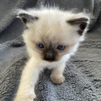 chaton Ragdoll seal point Mauve Les Ragdolls de la Croisette chaton Ragdoll seal point Mauve Les Ragdolls de la Croisette