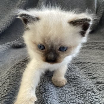 chaton Ragdoll seal point Mauve Les Ragdolls de la Croisette