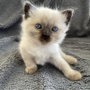 chaton Ragdoll seal point Mauve Les Ragdolls de la Croisette