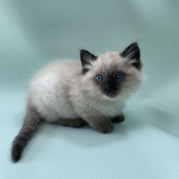 chaton Ragdoll seal point Mauve Les Ragdolls de la Croisette chaton Ragdoll seal point Mauve Les Ragdolls de la Croisette