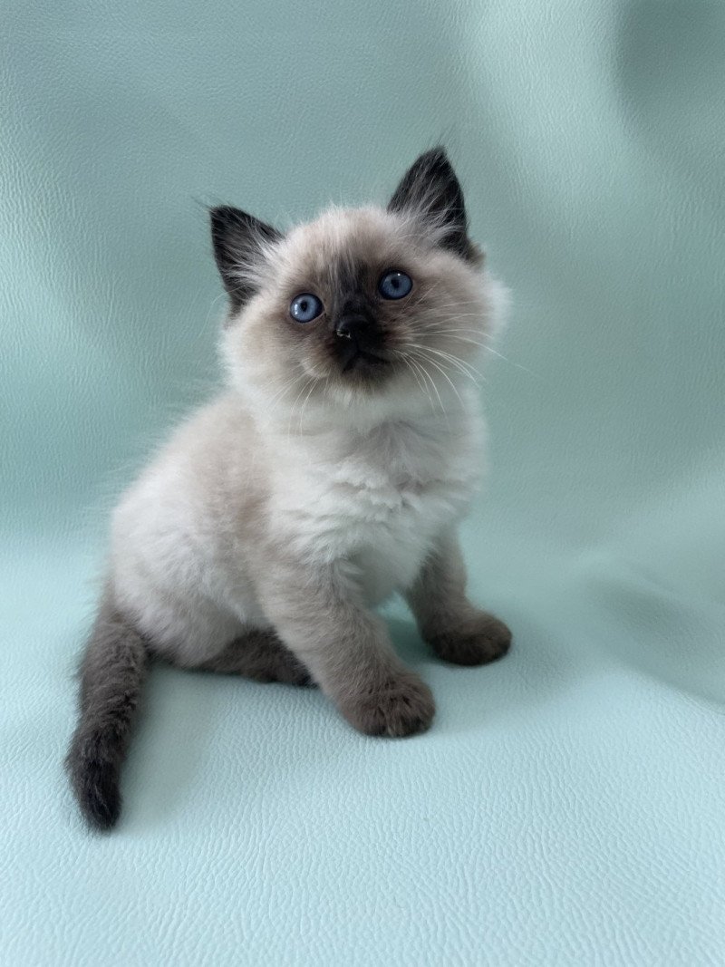 Uggo De La Croisette Mâle Ragdoll