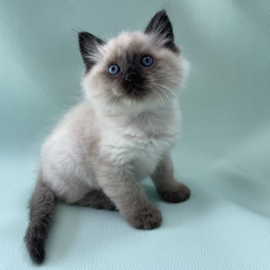 chaton Ragdoll seal point Mauve Les Ragdolls de la Croisette