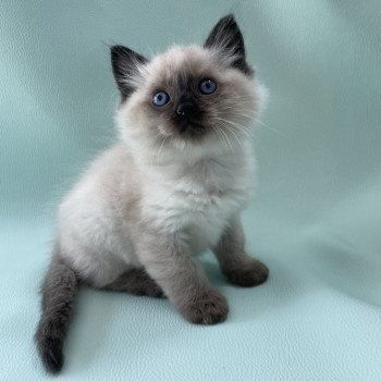 chaton Ragdoll seal point Mauve Les Ragdolls de la Croisette