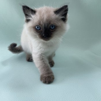 chaton Ragdoll seal point Mauve Les Ragdolls de la Croisette