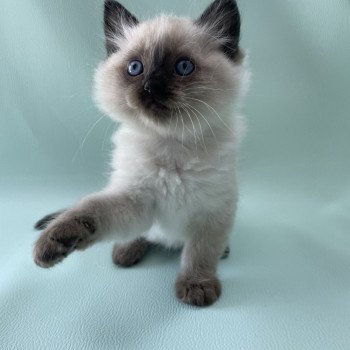 chaton Ragdoll seal point Mauve Les Ragdolls de la Croisette