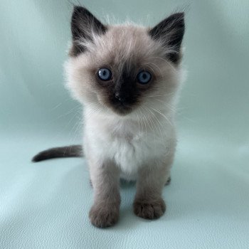 chaton Ragdoll seal point Mauve Les Ragdolls de la Croisette chaton Ragdoll seal point Mauve Les Ragdolls de la Croisette