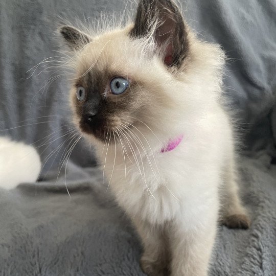 chaton Ragdoll seal point Mauve Les Ragdolls de la Croisette