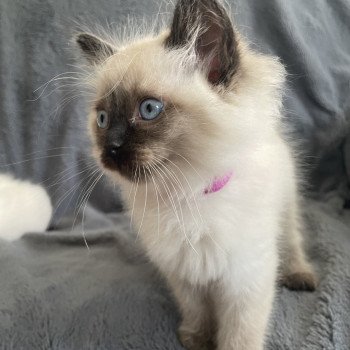 chaton Ragdoll seal point Mauve Les Ragdolls de la Croisette