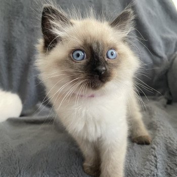 chaton Ragdoll seal point Mauve Les Ragdolls de la Croisette chaton Ragdoll seal point Mauve Les Ragdolls de la Croisette