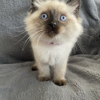 chaton Ragdoll seal point Mauve Les Ragdolls de la Croisette chaton Ragdoll seal point Mauve Les Ragdolls de la Croisette
