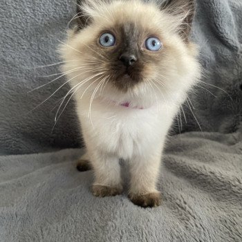 chaton Ragdoll seal point Mauve Les Ragdolls de la Croisette