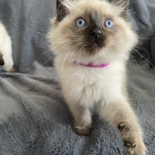 chaton Ragdoll seal point Mauve Les Ragdolls de la Croisette