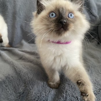 chaton Ragdoll seal point Mauve Les Ragdolls de la Croisette chaton Ragdoll seal point Mauve Les Ragdolls de la Croisette