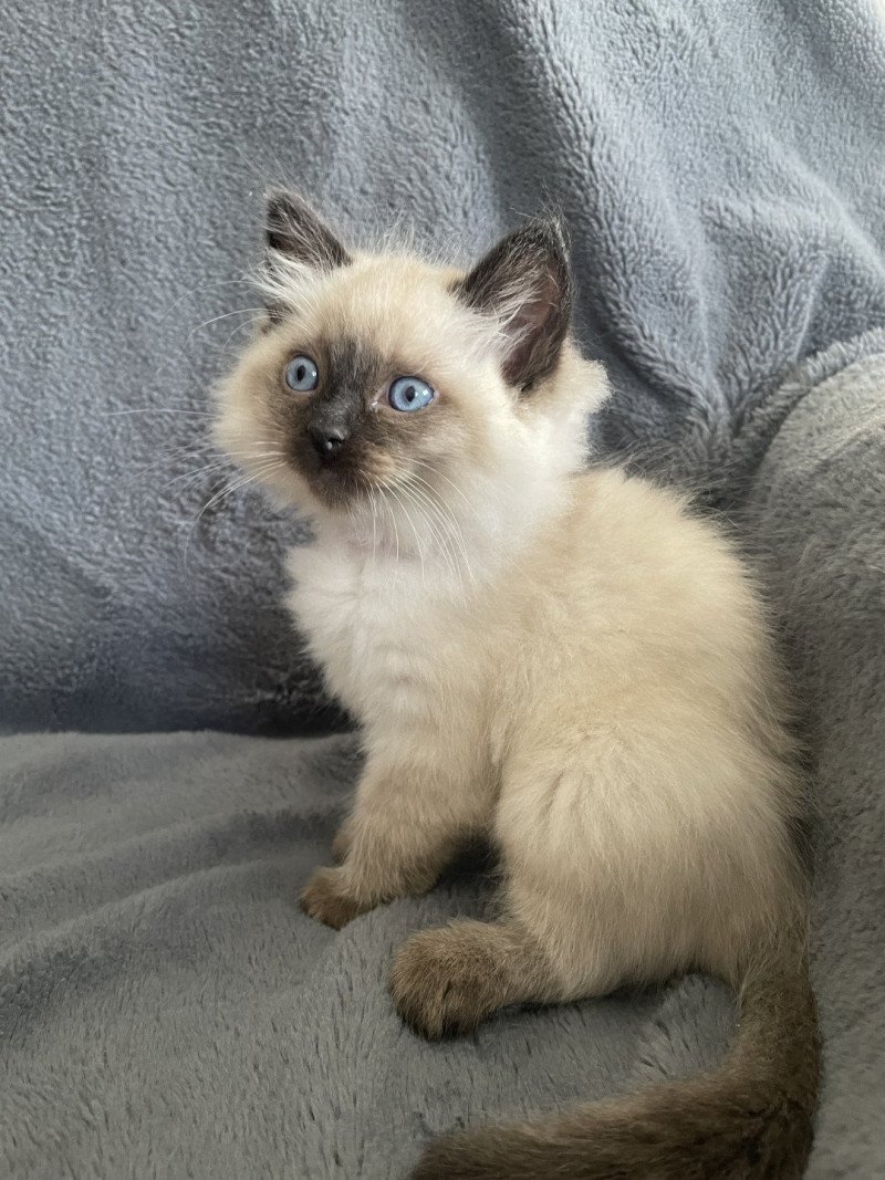 Uggo Mauve De La Croisette Mâle Ragdoll