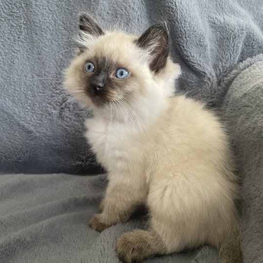 chaton Ragdoll seal point Mauve Les Ragdolls de la Croisette