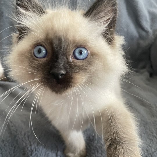 chaton Ragdoll seal point Mauve Les Ragdolls de la Croisette