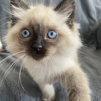 chaton Ragdoll seal point Mauve Les Ragdolls de la Croisette chaton Ragdoll seal point Mauve Les Ragdolls de la Croisette