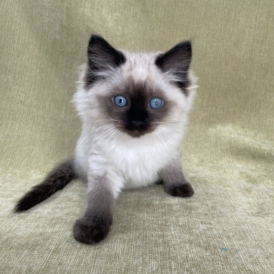 chaton Ragdoll seal point Uggo Mauve Les Ragdolls de la Croisette