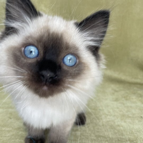 chaton Ragdoll seal point Uggo Mauve Les Ragdolls de la Croisette