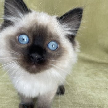 chaton Ragdoll seal point Uggo Mauve Les Ragdolls de la Croisette chaton Ragdoll seal point Uggo Mauve Les Ragdolls de la Croisette