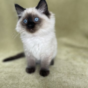 chaton Ragdoll seal point Uggo Mauve Les Ragdolls de la Croisette