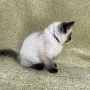 chaton Ragdoll seal point Uggo Mauve Les Ragdolls de la Croisette