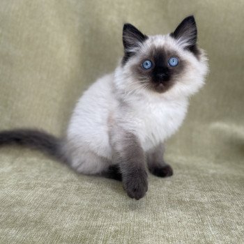 chaton Ragdoll seal point Uggo Mauve Les Ragdolls de la Croisette chaton Ragdoll seal point Uggo Mauve Les Ragdolls de la Croisette