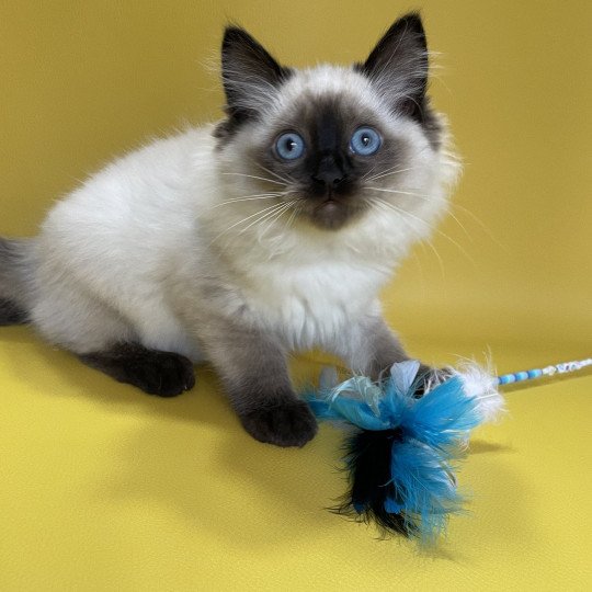 chaton Ragdoll seal point Uggo Mauve Les Ragdolls de la Croisette