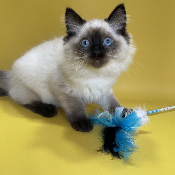 chaton Ragdoll seal point Uggo Mauve Les Ragdolls de la Croisette