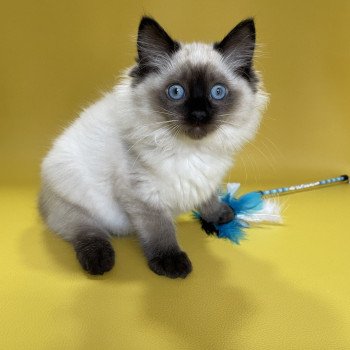 chaton Ragdoll seal point Uggo Mauve Les Ragdolls de la Croisette chaton Ragdoll seal point Uggo Mauve Les Ragdolls de la Croisette