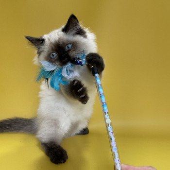 chaton Ragdoll seal point Uggo Mauve Les Ragdolls de la Croisette chaton Ragdoll seal point Uggo Mauve Les Ragdolls de la Croisette