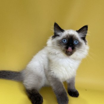 chaton Ragdoll seal point Uggo Mauve Les Ragdolls de la Croisette chaton Ragdoll seal point Uggo Mauve Les Ragdolls de la Croisette