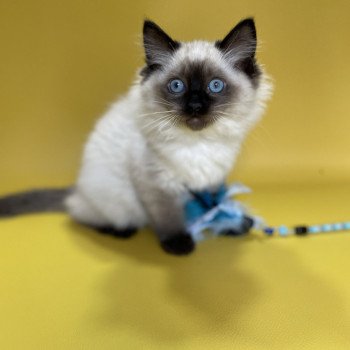 chaton Ragdoll seal point Uggo Mauve Les Ragdolls de la Croisette chaton Ragdoll seal point Uggo Mauve Les Ragdolls de la Croisette