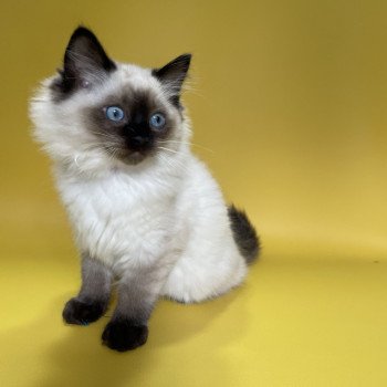 chaton Ragdoll seal point Uggo Mauve Les Ragdolls de la Croisette