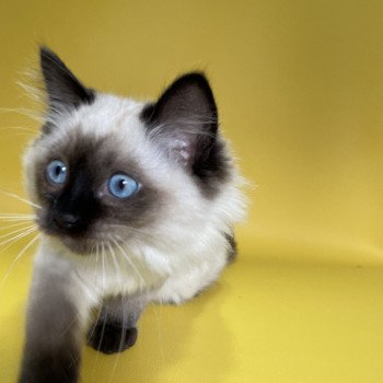 chaton Ragdoll seal point Uggo Mauve Les Ragdolls de la Croisette chaton Ragdoll seal point Uggo Mauve Les Ragdolls de la Croisette