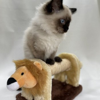 chaton Ragdoll seal point Uggo Mauve Les Ragdolls de la Croisette chaton Ragdoll seal point Uggo Mauve Les Ragdolls de la Croisette