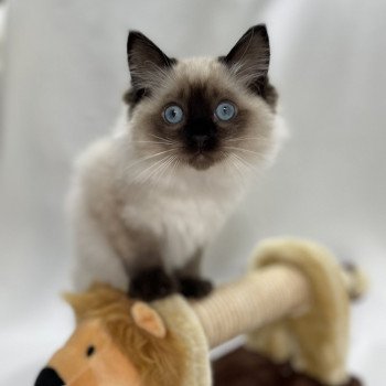 chaton Ragdoll seal point Uggo Mauve Les Ragdolls de la Croisette chaton Ragdoll seal point Uggo Mauve Les Ragdolls de la Croisette