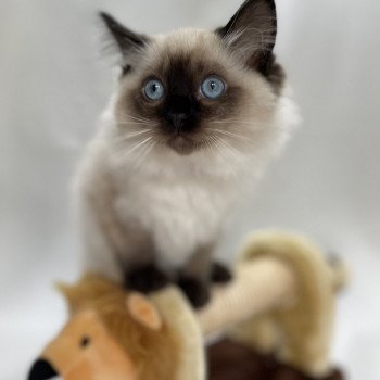 chaton Ragdoll seal point Uggo Mauve Les Ragdolls de la Croisette chaton Ragdoll seal point Uggo Mauve Les Ragdolls de la Croisette