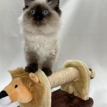 chaton Ragdoll seal point Uggo Mauve Les Ragdolls de la Croisette chaton Ragdoll seal point Uggo Mauve Les Ragdolls de la Croisette