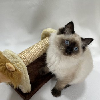 chaton Ragdoll seal point Uggo Mauve Les Ragdolls de la Croisette