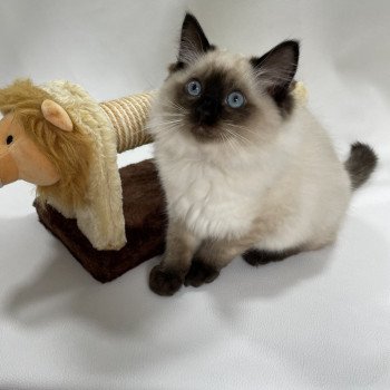 chaton Ragdoll seal point Uggo Mauve Les Ragdolls de la Croisette chaton Ragdoll seal point Uggo Mauve Les Ragdolls de la Croisette