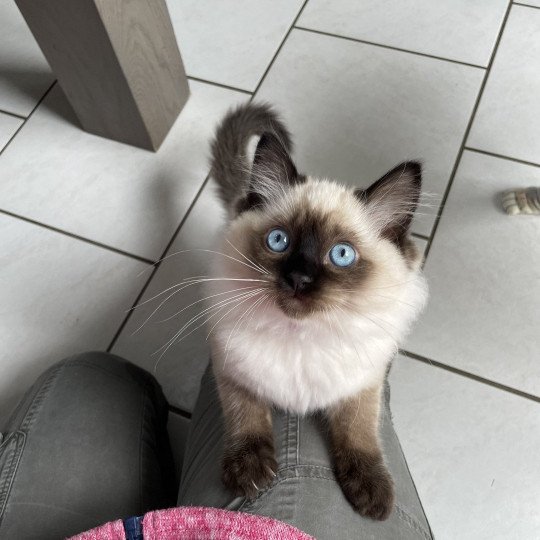 chaton Ragdoll seal point Uggo Mauve Les Ragdolls de la Croisette