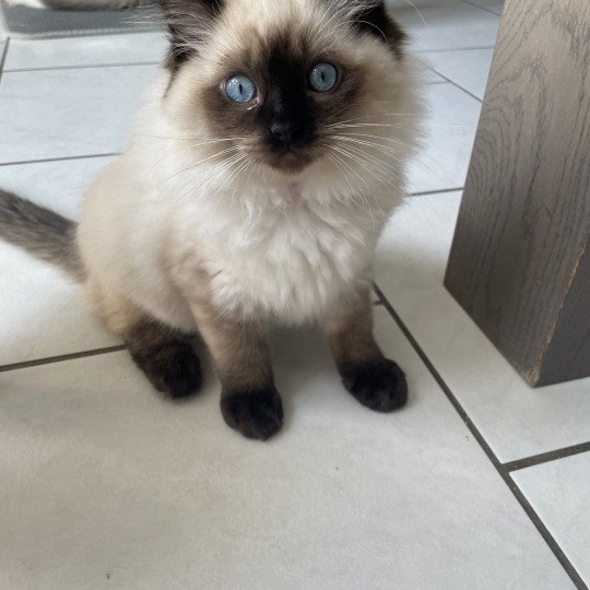 chaton Ragdoll seal point Uggo Mauve Les Ragdolls de la Croisette